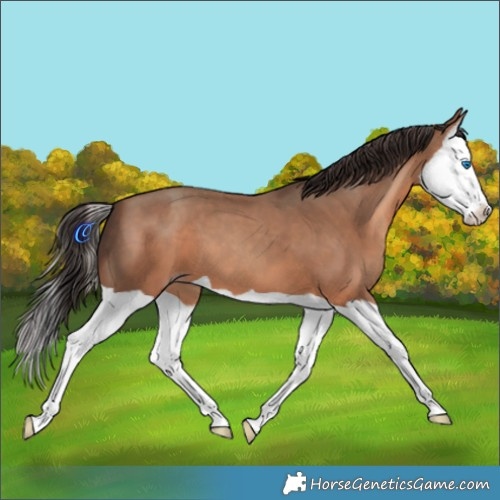 Horse Color:Sable Champagne Splash 