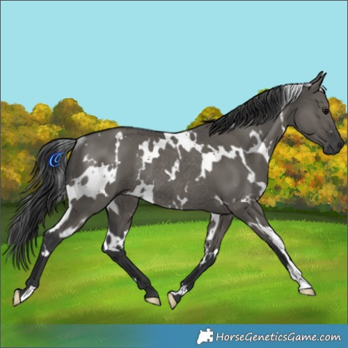 Horse Color:White Spotted Grullo Rabicano 