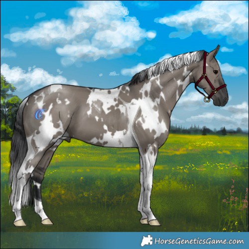 Horse Color:White Spotted Grullo Tobiano 