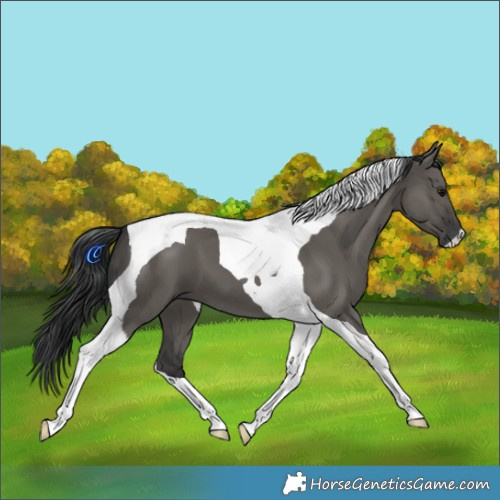 Horse Color:Grullo Tobiano 