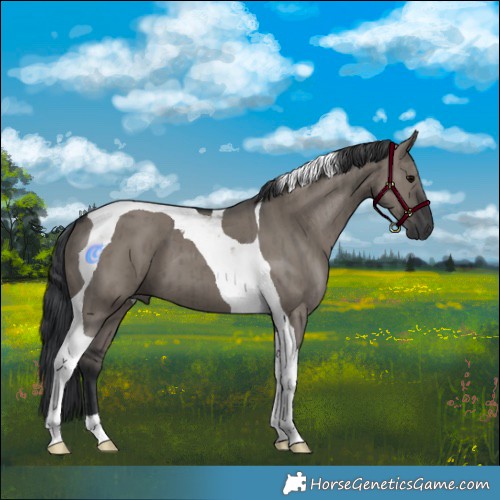 Horse Color:Grullo Tobiano Brindle 