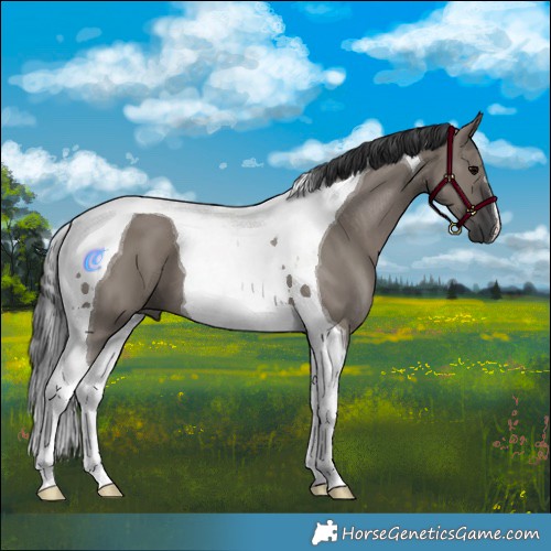 Horse Color:Grullo Tobiano 