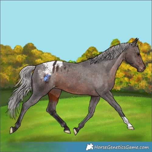 Horse Color:Silver Brown Appaloosa 