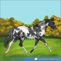 Horse Color:White Spotted Black Varnish