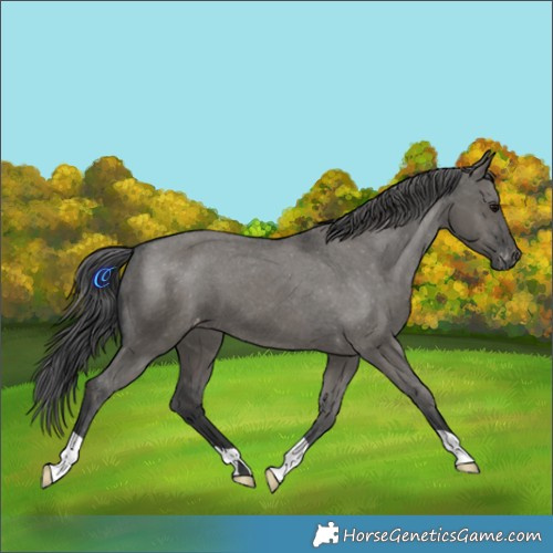 Horse Color:Grullo Appaloosa 
