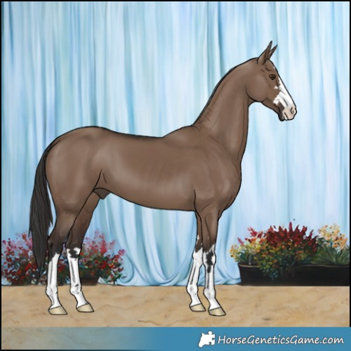 Horse Color:Liver Red Dun 