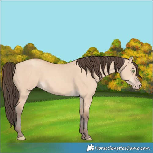 Horse Color:Amber Champagne Dun 
