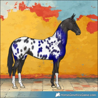 Horse Color:Liver Chestnut Appaloosa