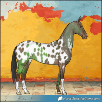 Horse Color:Liver Red Dun Appaloosa