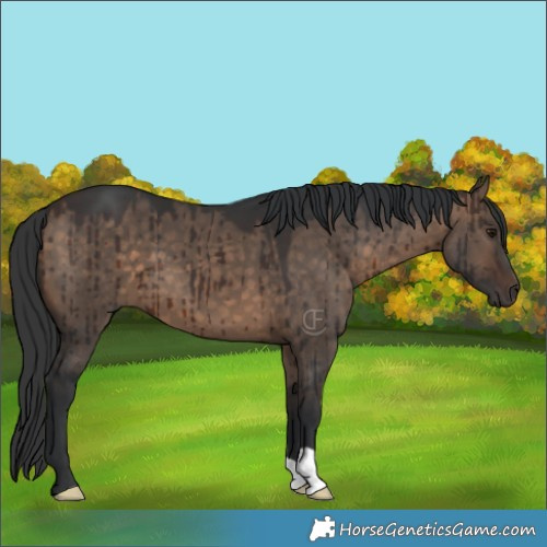 Horse Color:Brown Dun Brindle 