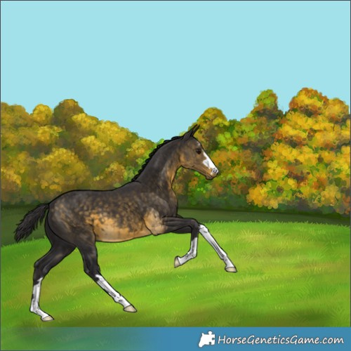 Horse Color:Buckskin 