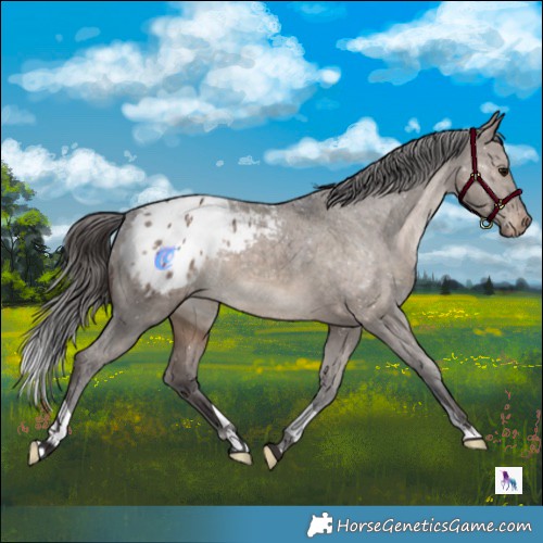 Horse Color:Brown Dun Appaloosa 