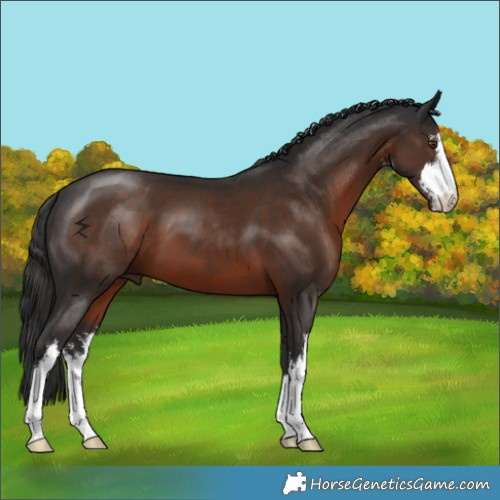 Horse Color:White Spotted Liver Chestnut 