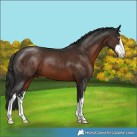 Horse Color:White Spotted Liver Chestnut 