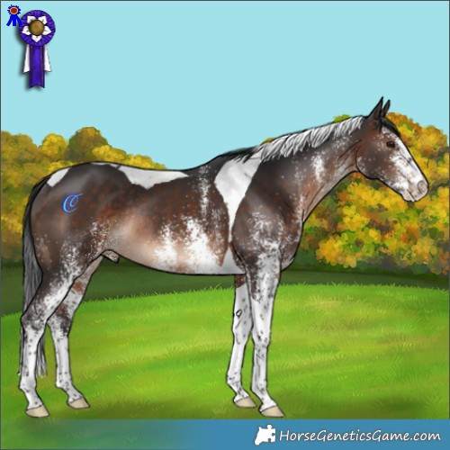 Horse Color:White Spotted Brown Tobiano Rabicano 