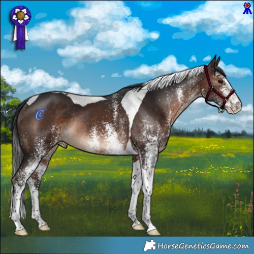 Horse Color:White Spotted Brown Tobiano Rabicano 