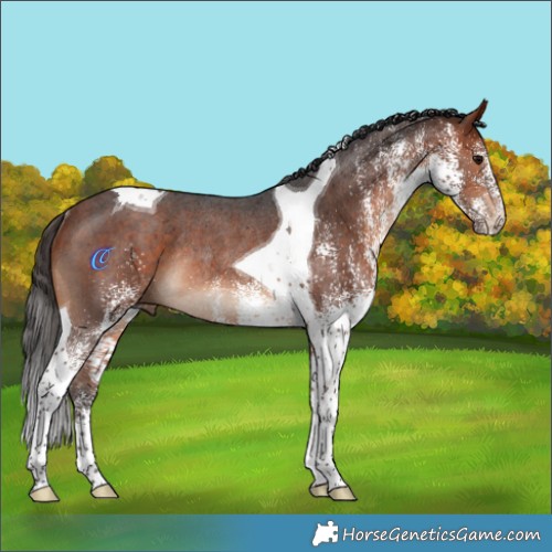 Horse Color:White Spotted Bay Tobiano Rabicano 