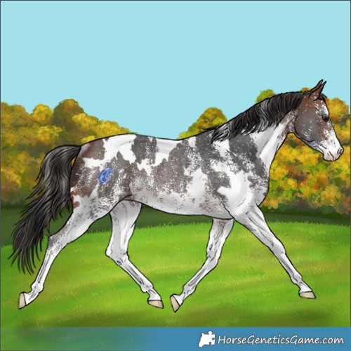 Horse Color:White Spotted Bay Rabicano 