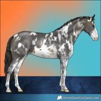 Horse Color:White Spotted Buckskin