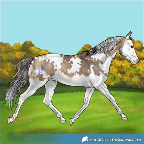 Horse Color:White Spotted Buckskin Dun Splash 