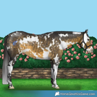 Horse Color:White Spotted Buckskin Splash 