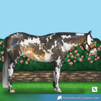 Horse Color:White Spotted Buckskin Splash 