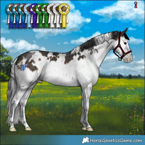 Horse Color:White Spotted Buckskin Splash 