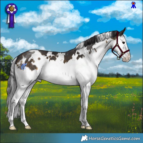 Horse Color:White Spotted Buckskin Splash 