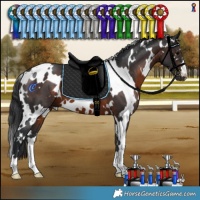 Horse Color:White Spotted Brown