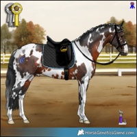 Horse Color:White Spotted Brown 