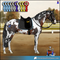 Horse Color:White Spotted Brown 