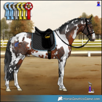 Horse Color:White Spotted Brown