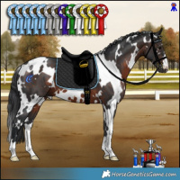 Horse Color:White Spotted Brown 