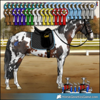 Horse Color:White Spotted Brown 