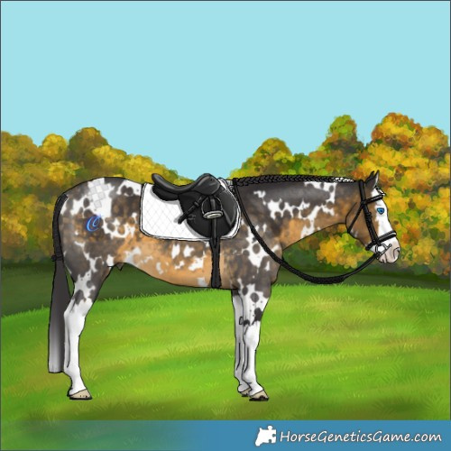 Horse Color:White Spotted Buckskin Splash