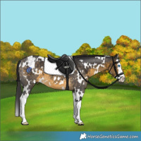 Horse Color:White Spotted Buckskin Splash 
