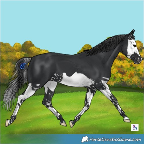 Horse Color:Black Splash 