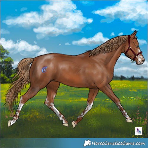 Horse Color:White Spotted Chestnut 