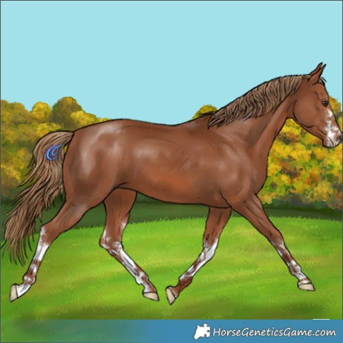Horse Color:White Spotted Chestnut 