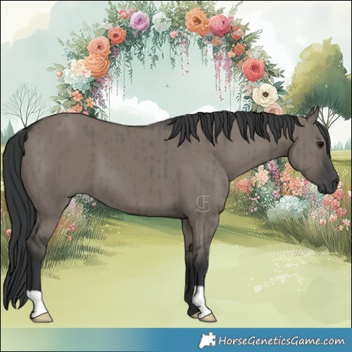 Horse Color:Grullo Brindle