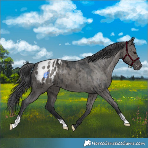 Horse Color:Grullo Appaloosa Brindle 