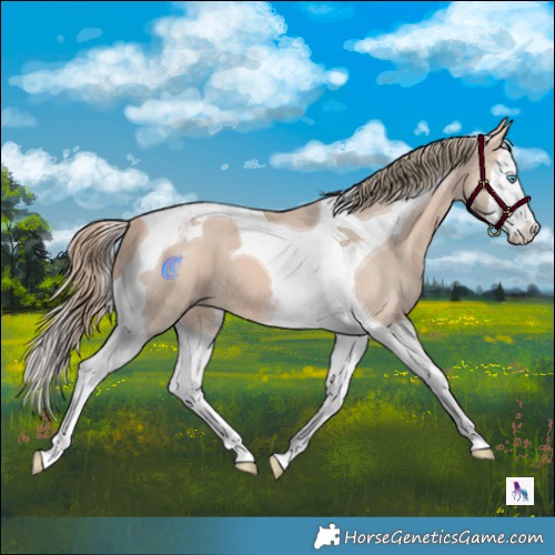 Horse Color:Watercolor Perlino Dun Splash Tobiano 