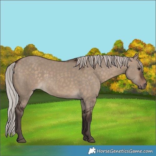 Horse Color:Silver Brown Dun 