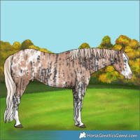 Horse Color:Liver Chestnut Mushroom Sabino Splash Appaloosa  and Gold Champagne Sabino Splash Appaloosa 