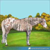 Horse Color:Liver Chestnut Mushroom Sabino Splash Appaloosa and Gold Champagne Sabino Splash Appaloosa