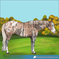 Horse Color:Liver Chestnut Mushroom Sabino Splash Appaloosa and Gold Champagne Sabino Splash Appaloosa