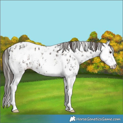 Horse Color:Liver Chestnut Sabino Splash Appaloosa  and Liver Chestnut Sabino Splash Appaloosa 