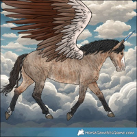 Horse Color:Bay Dun  and Bay Dun Splash 