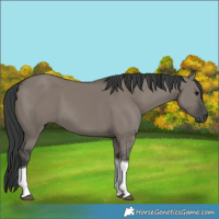 Horse Color:Grullo Tobiano 
