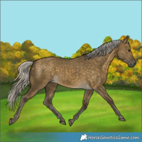 Horse Color:Silver Buckskin Dun 